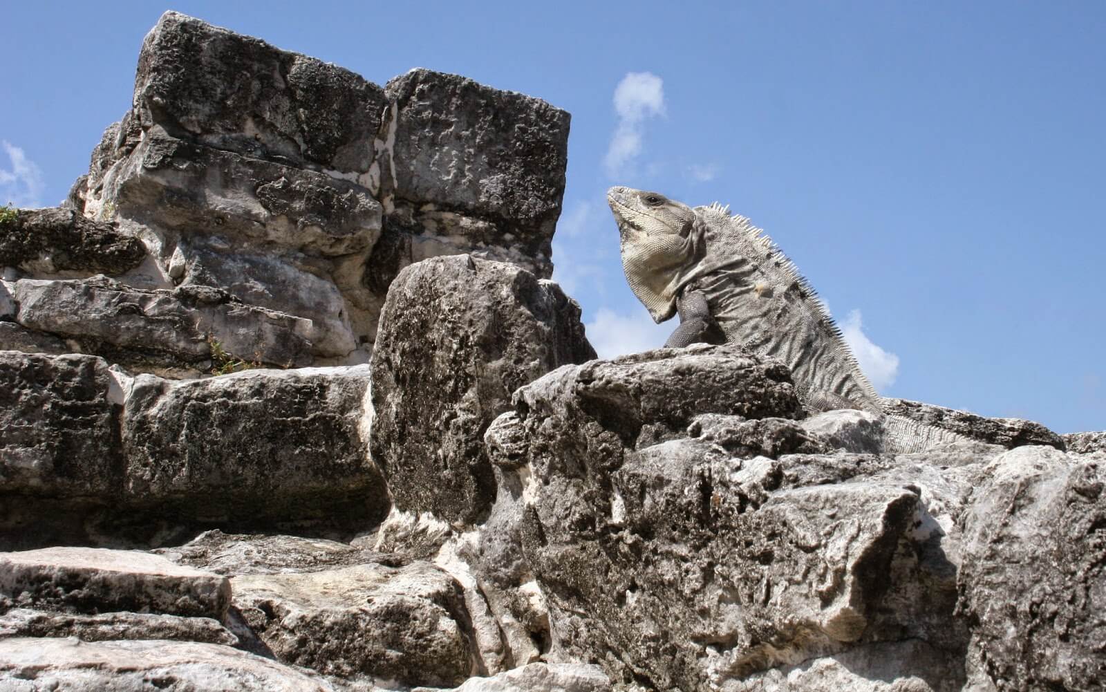 https://azultravelonline.com/blog/wp-content/uploads/2017/05/el-rey-ruins-cancun-1.jpg