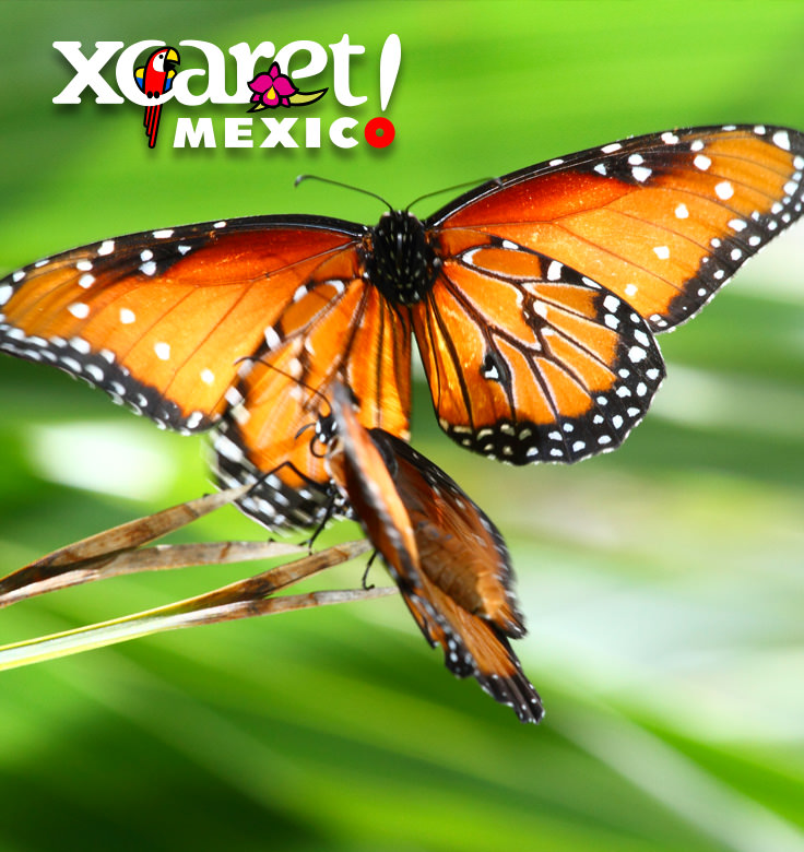 https://azultravelonline.com/blog/wp-content/uploads/2017/06/mariposario-xcaret-04.jpg