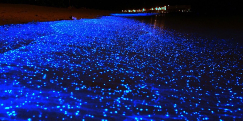 Bioluminiscencia-Holbox-.jpg