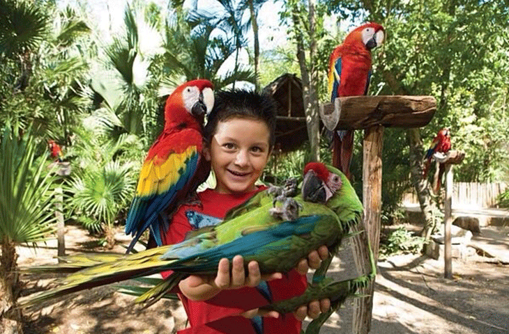 GUACAMAYA_NINO_XCARET_bcd8tjsdpd8n.png