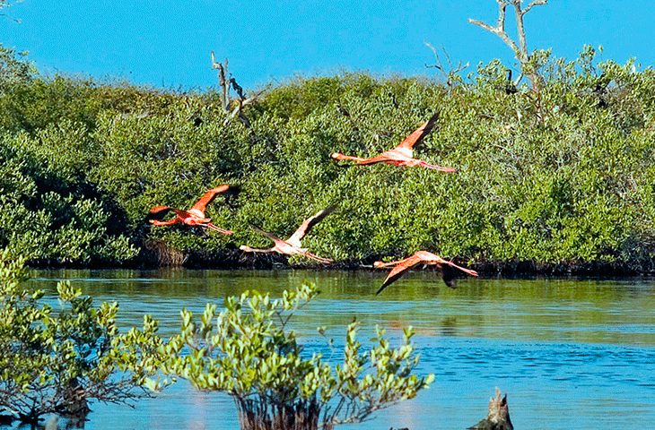 ISLA_CONTOY_RESERVA_FLAMINGOS.png