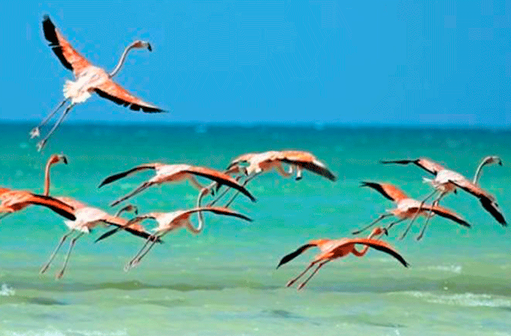 PELICANOS_HOLBOX.png