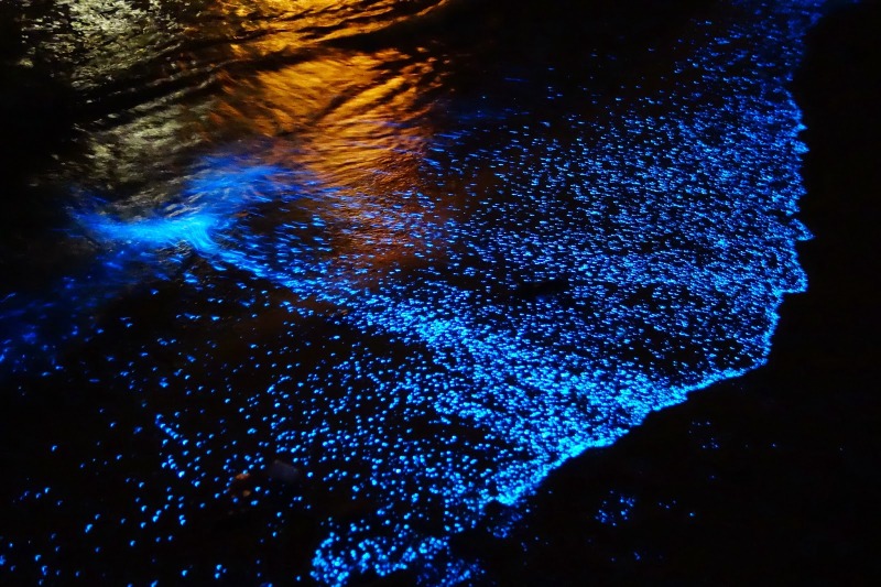 Playa-bioluminiscente.jpg