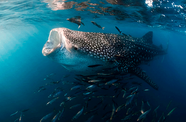 SNORKEL_TIBURON_BALLENA_CUANTO_MIDE.png