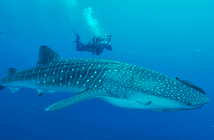 SNORKEL_TIBURON_BALLENA_HOLBOX.png