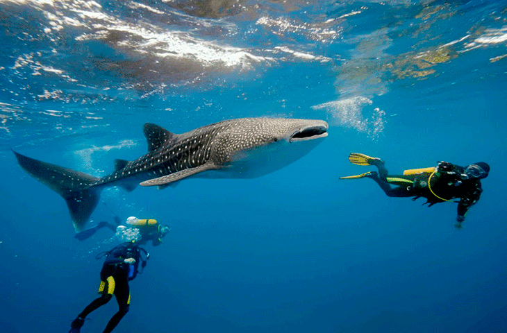 SNORKEL_TIBURON_BALLENA_ISLA_HOLBOX_MEXICO.png