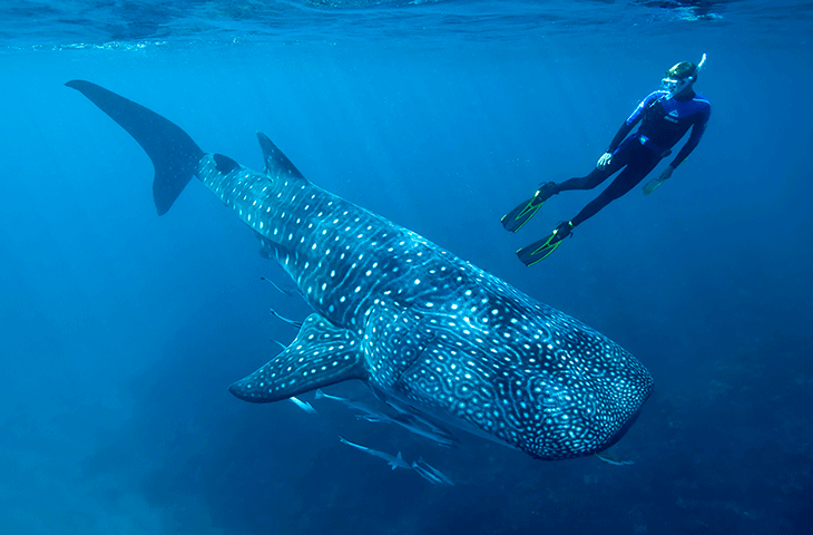 SNORKEL_TIBURON_BALLENA_NADO_CARIBE.png