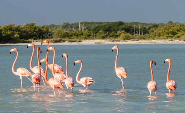 flamencos-rosas-rio-lagartos-yucatan-3.jpg