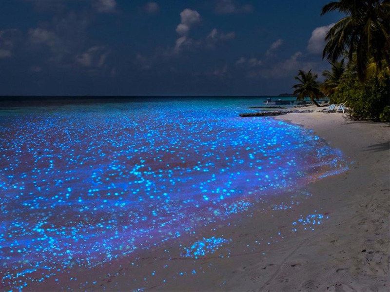 playa-bioluminiscente-holbox.jpg