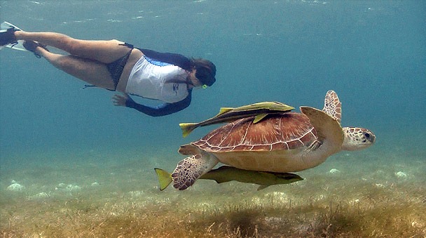 turtle-snorkeling-tour.jpg